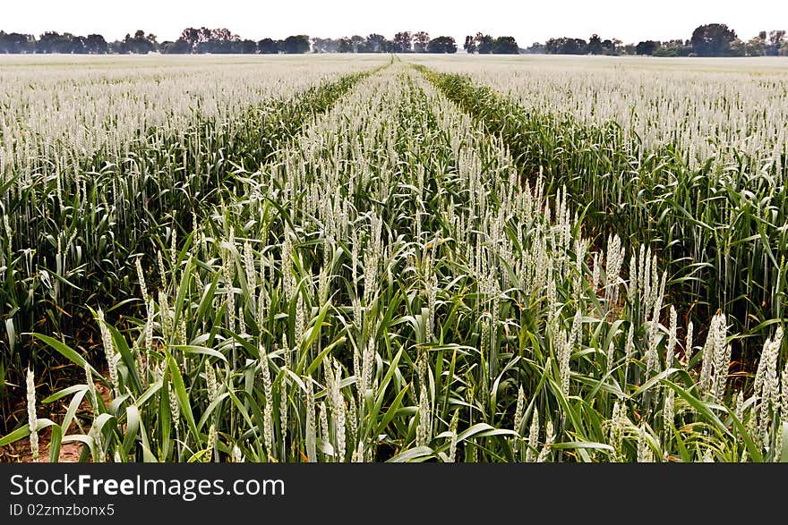 Two routes into the corn field. Two routes into the corn field