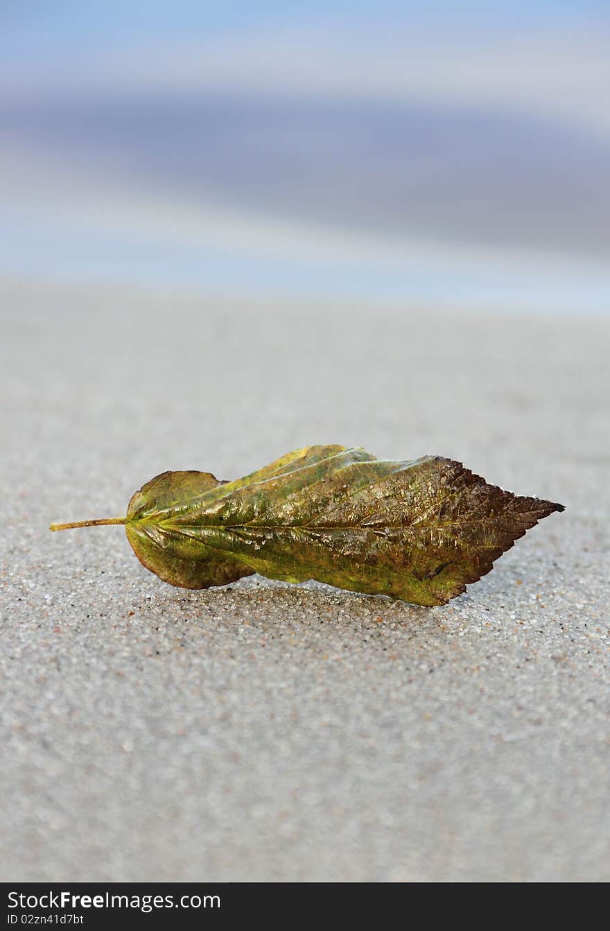 Small leaf on the sand. Small leaf on the sand.