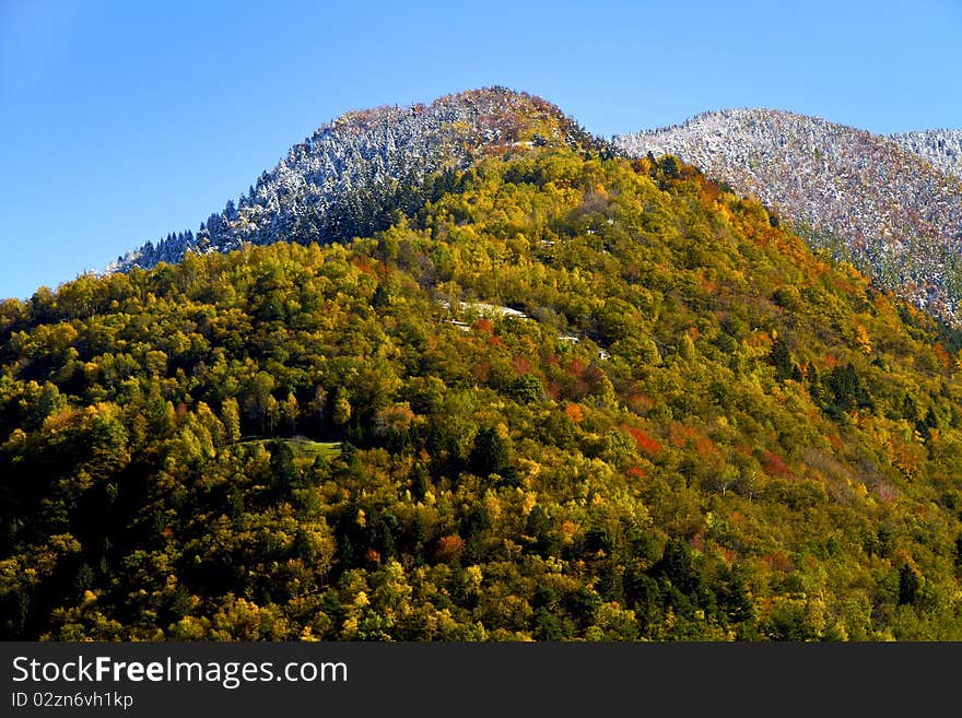 Forest in autumn with the first snow. Forest in autumn with the first snow