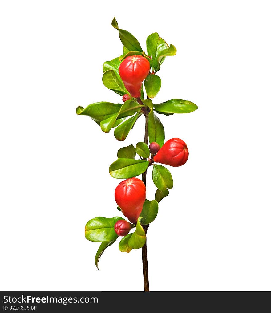 Pomegranate branch with buds