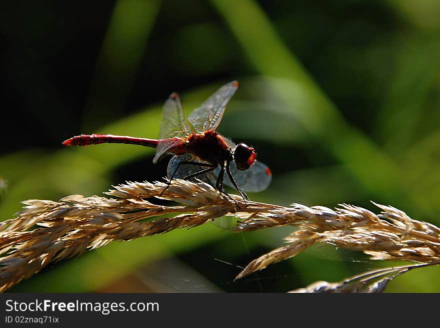 Dragonfly is sitting on the blade