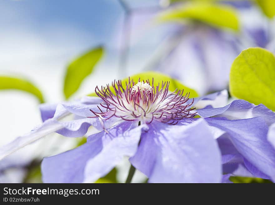 Close up of clematis blue flower. Close up of clematis blue flower