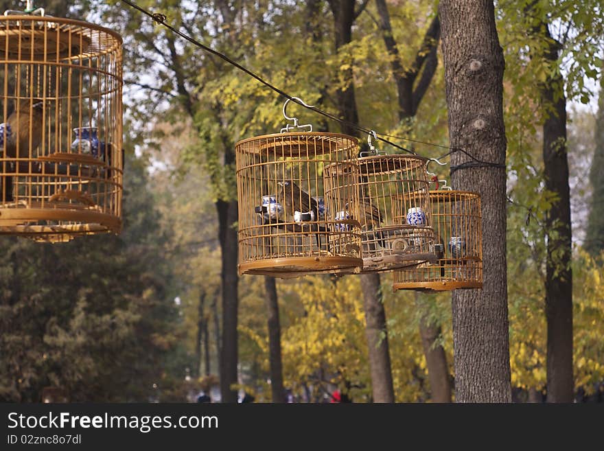 Birdcage in the forest, morning at china beijing. Birdcage in the forest, morning at china beijing