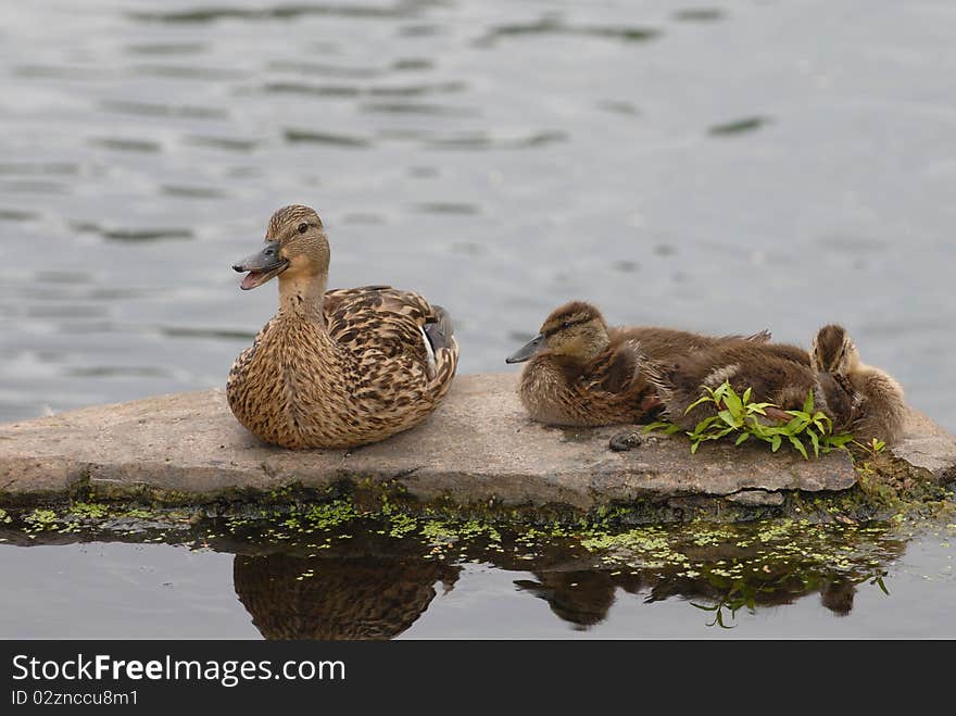 A mother duck and her ducklings rest quietly on a flat rock in the middle of a pond on an overcast day. A mother duck and her ducklings rest quietly on a flat rock in the middle of a pond on an overcast day.