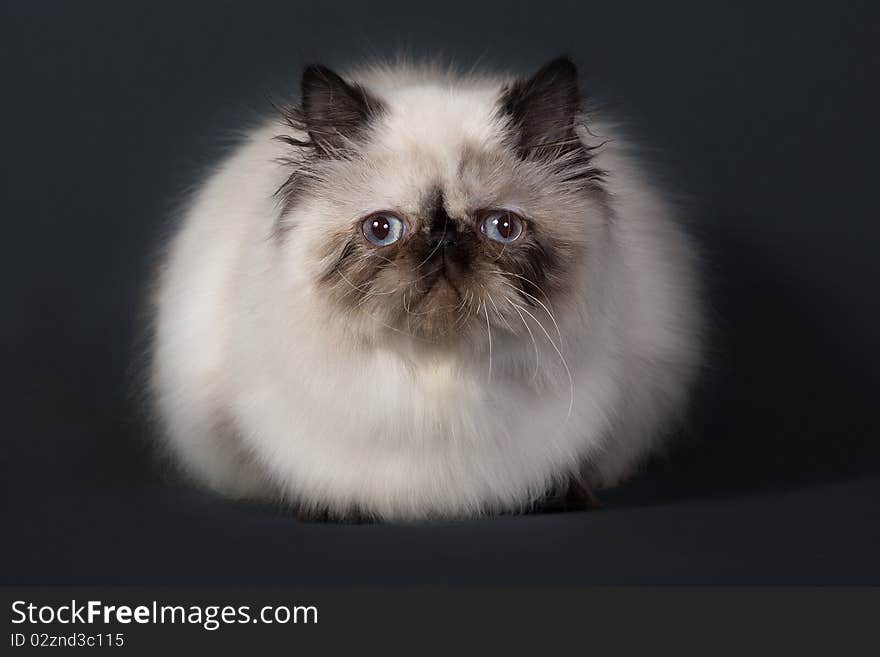 Persian cat breed lying on gray background.