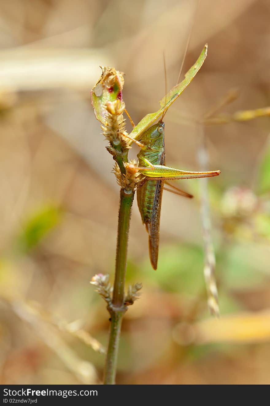 Grasshopper