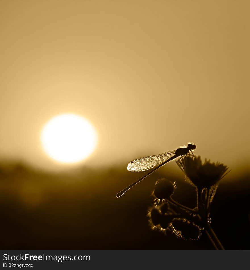 Photo of an dragonfly on a flower in sunset. Photo of an dragonfly on a flower in sunset