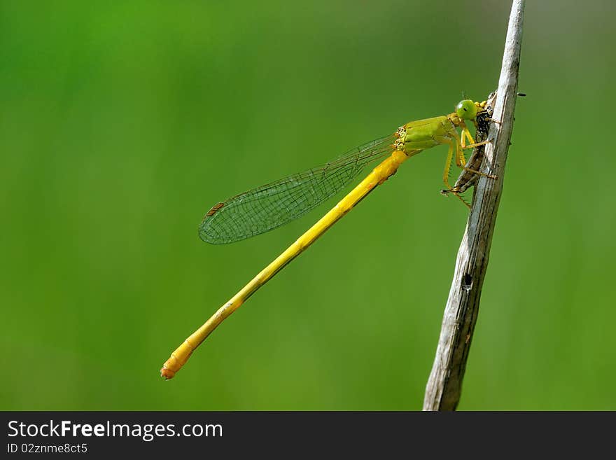 A damselfly feeding on a grashopper ear;y morning. A damselfly feeding on a grashopper ear;y morning