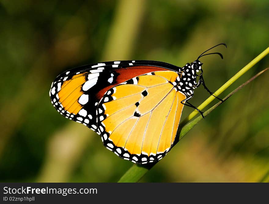 A Plain tiger butterfly perching on a plant