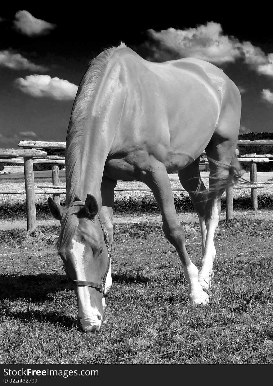 Horse grazing in the paddock. Horse grazing in the paddock