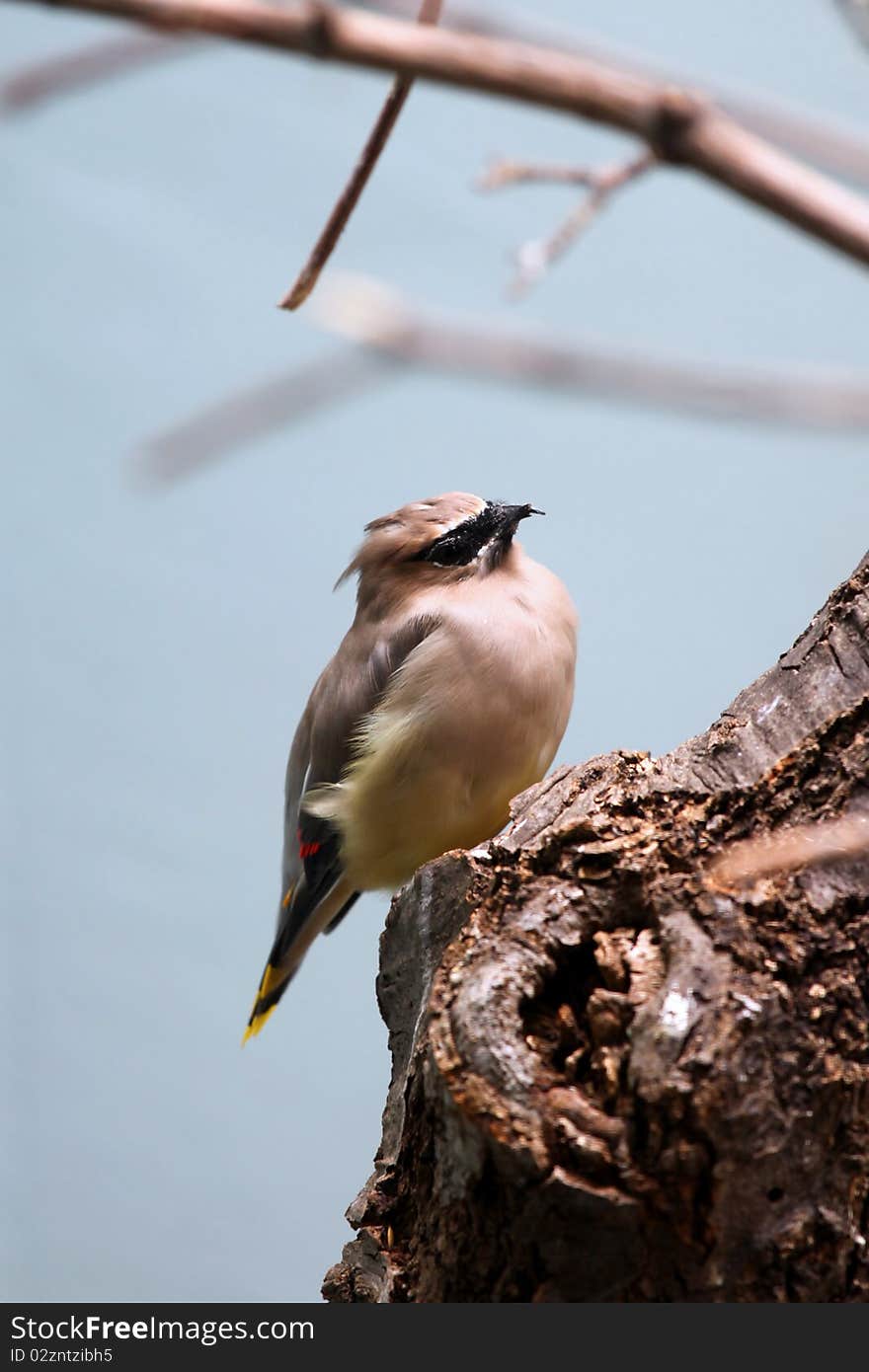 African Pigmy Falcon bird on the tree