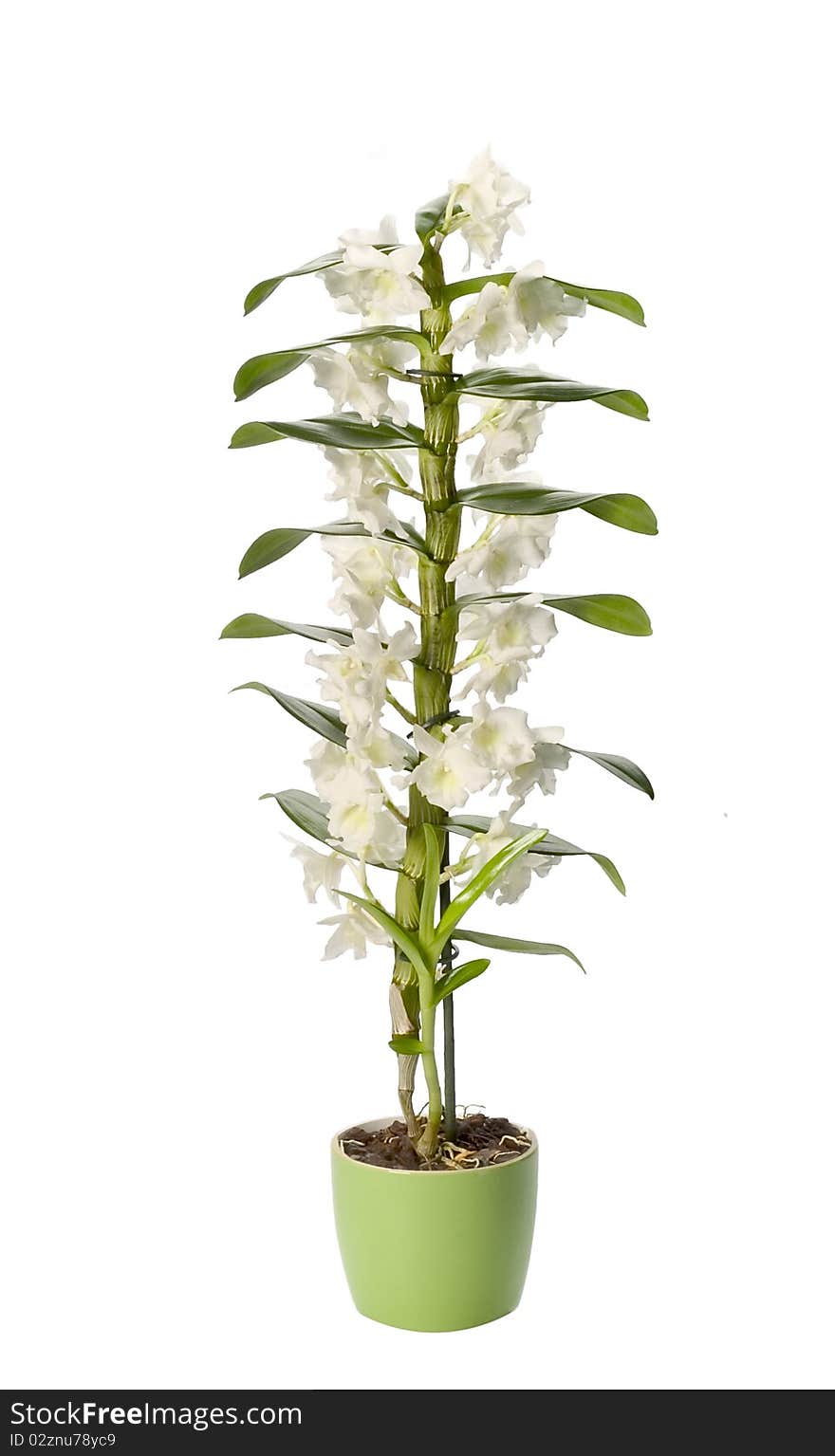 White orchid isolated on white