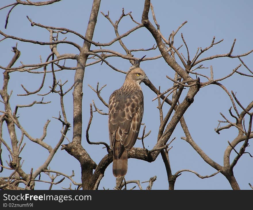 Hawks can fly very high and have very good vision. Hawks can fly very high and have very good vision