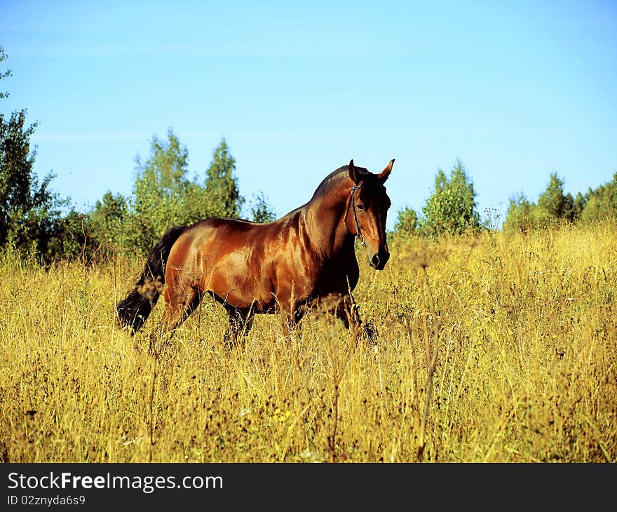 Running bay horse day outdoor field augest