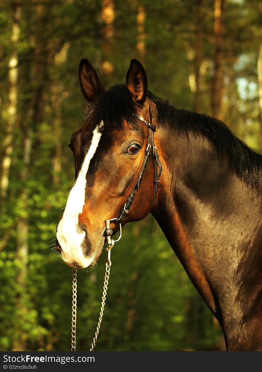 Portrait bay horse day forest summer outdoor. Portrait bay horse day forest summer outdoor