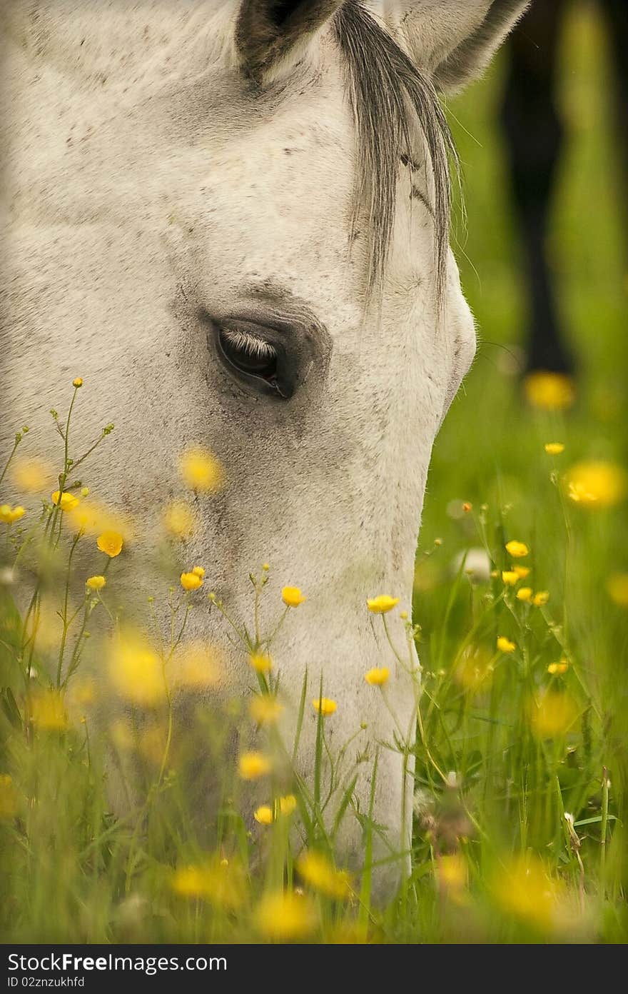 Grazing grey horse field summer misty day