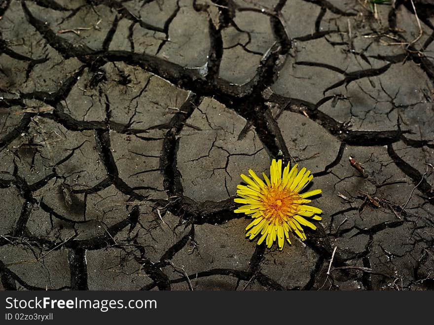 Yellow dandelion on dry land.