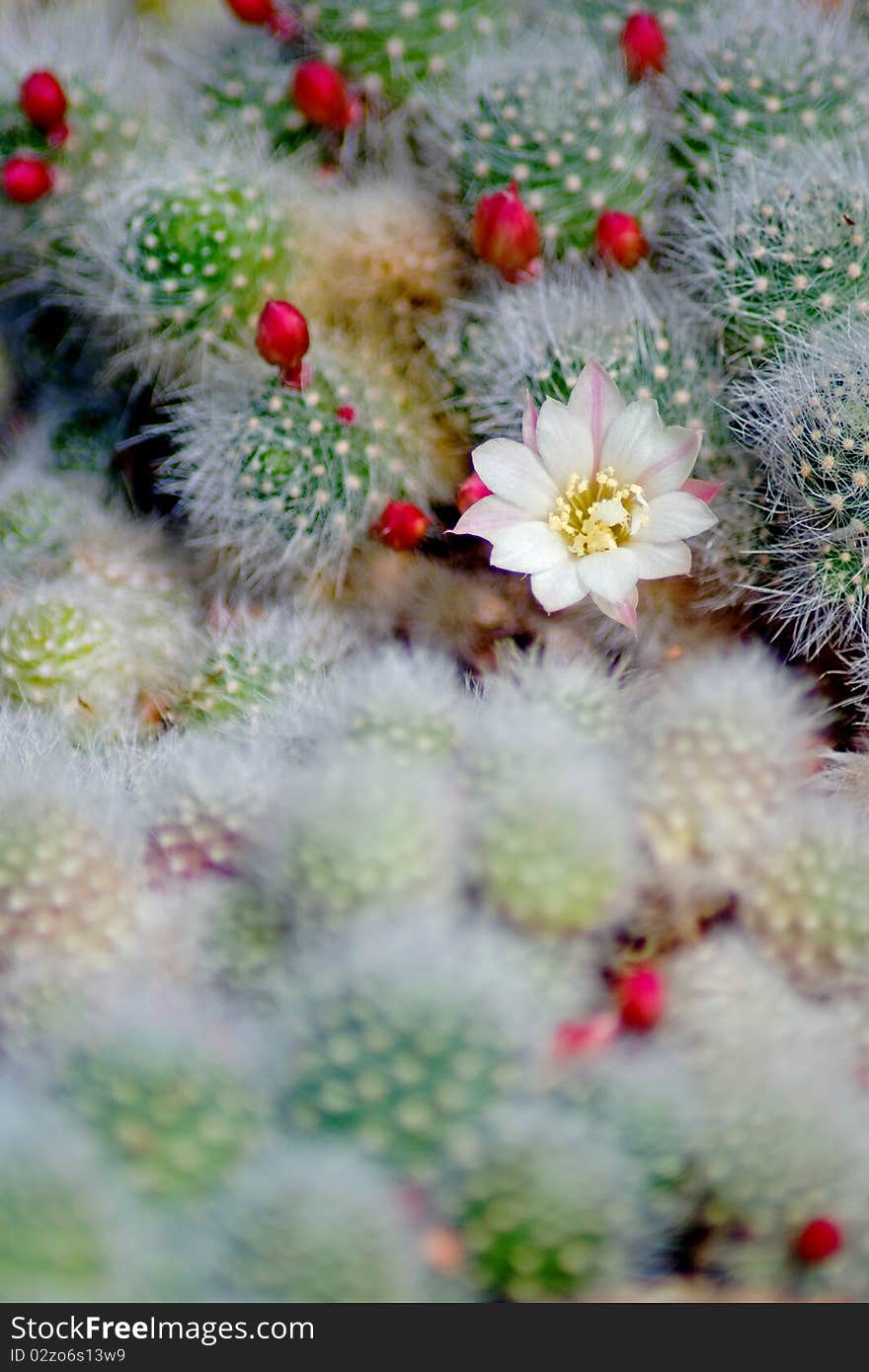 Blooming cactus