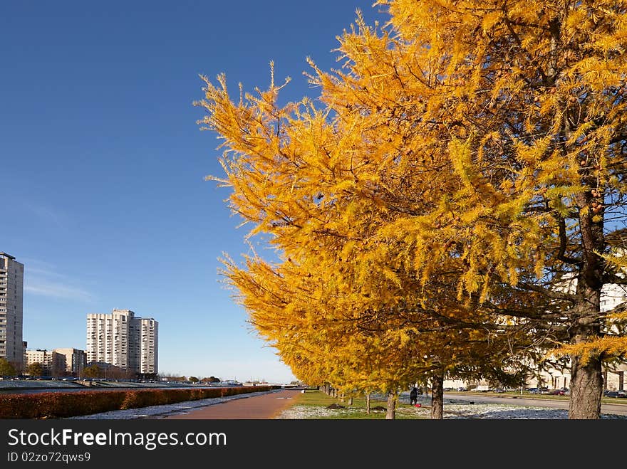 City landscape with yellow larchs