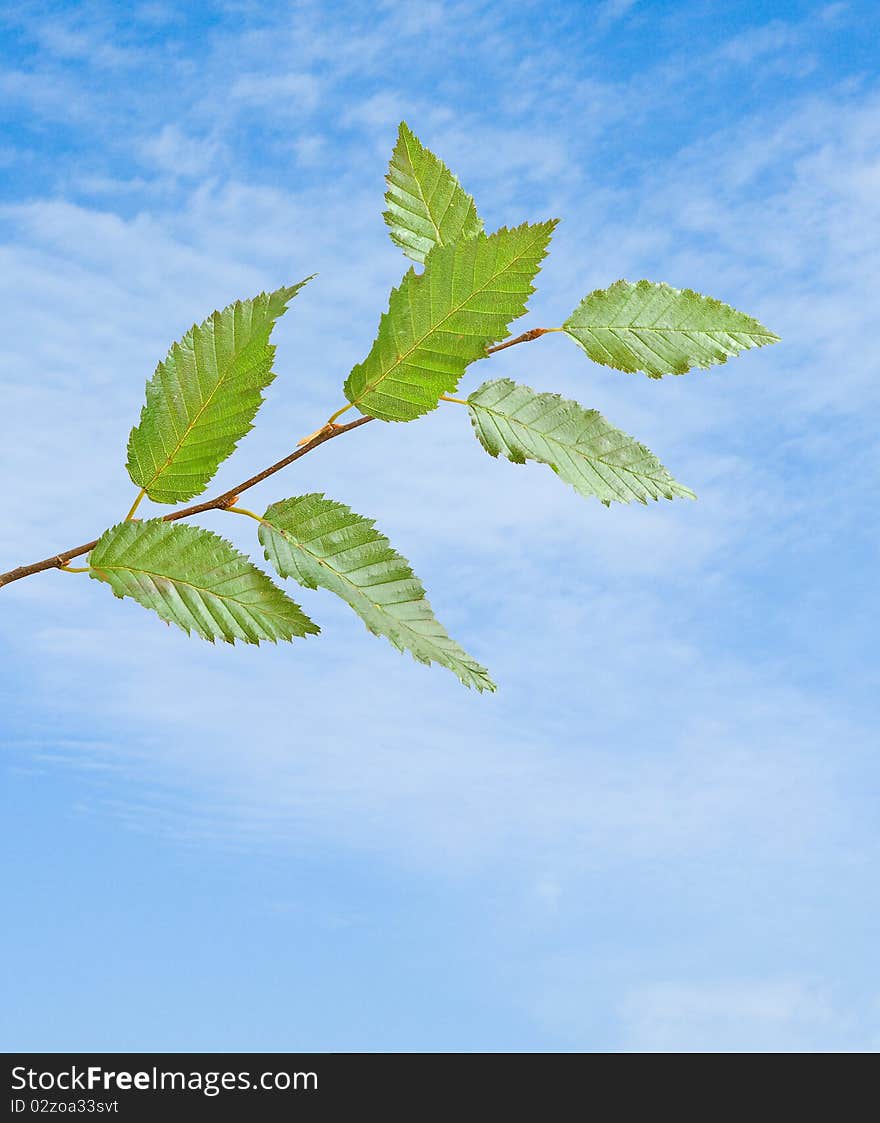 Tree Branch