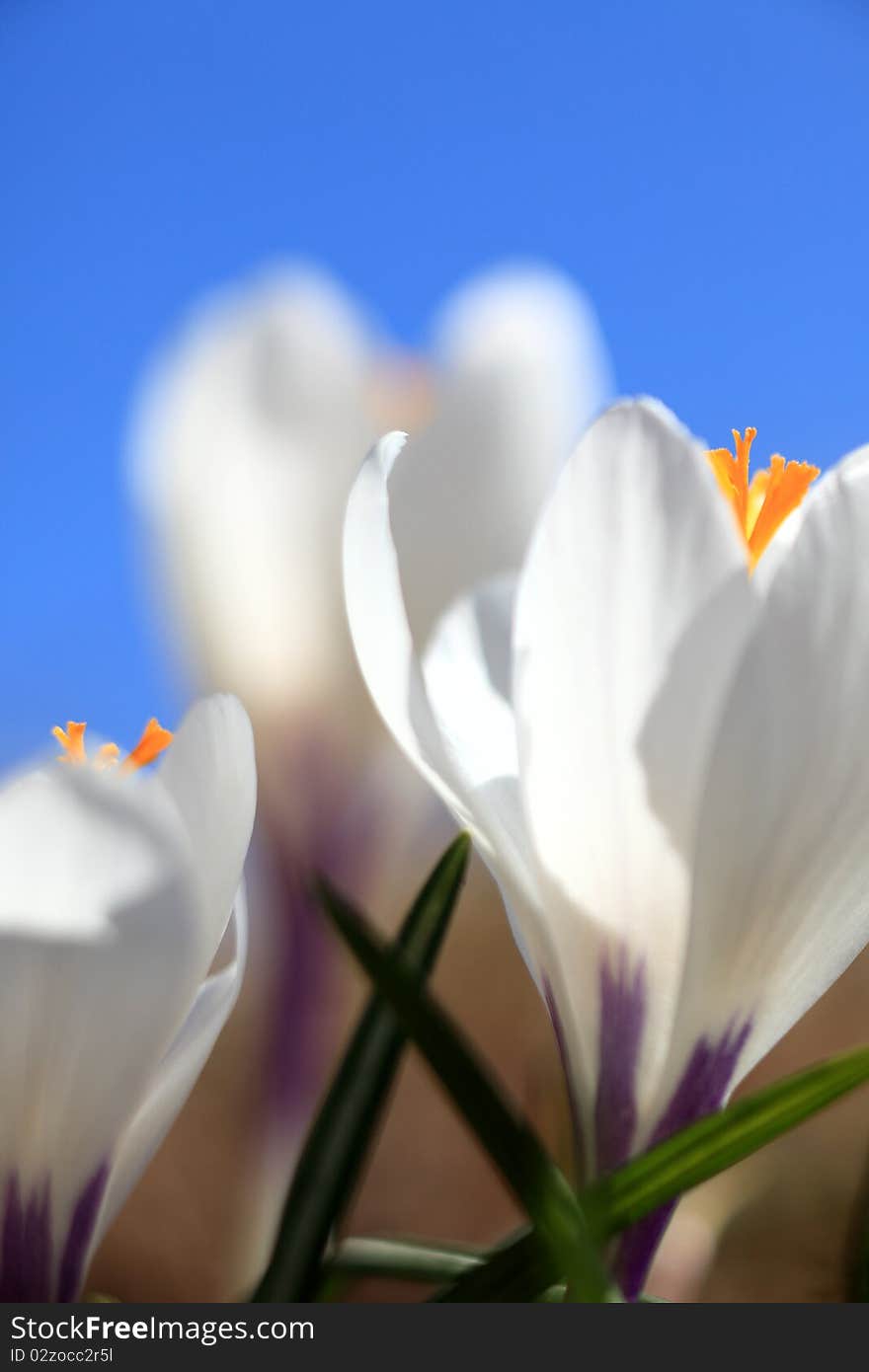 Close up of three white Crocus