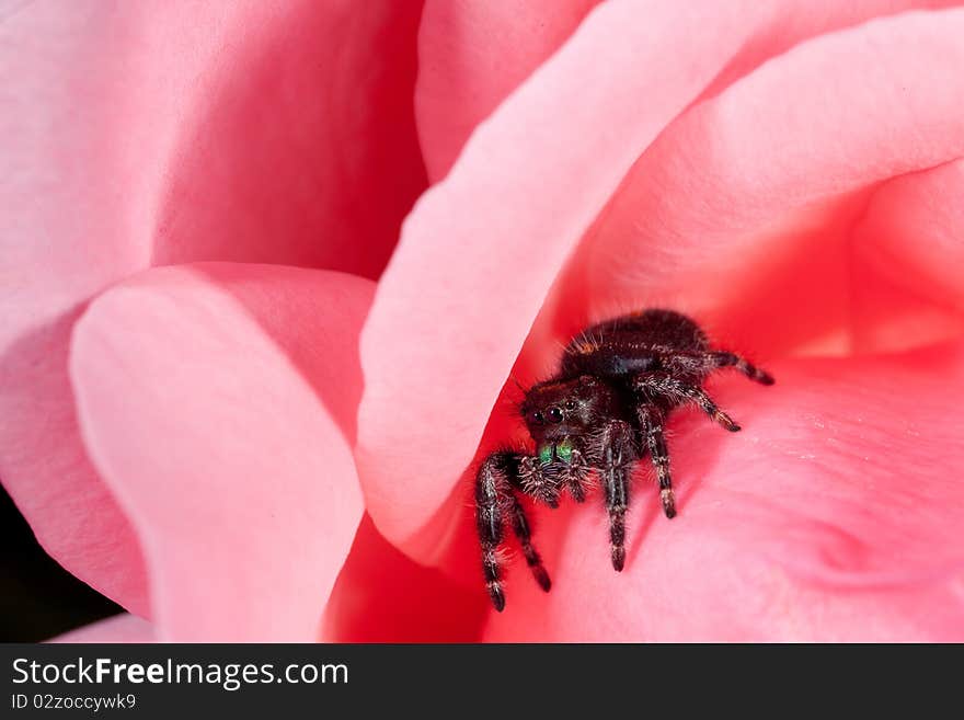 Daring Jumping Spider(Phidippus audax)