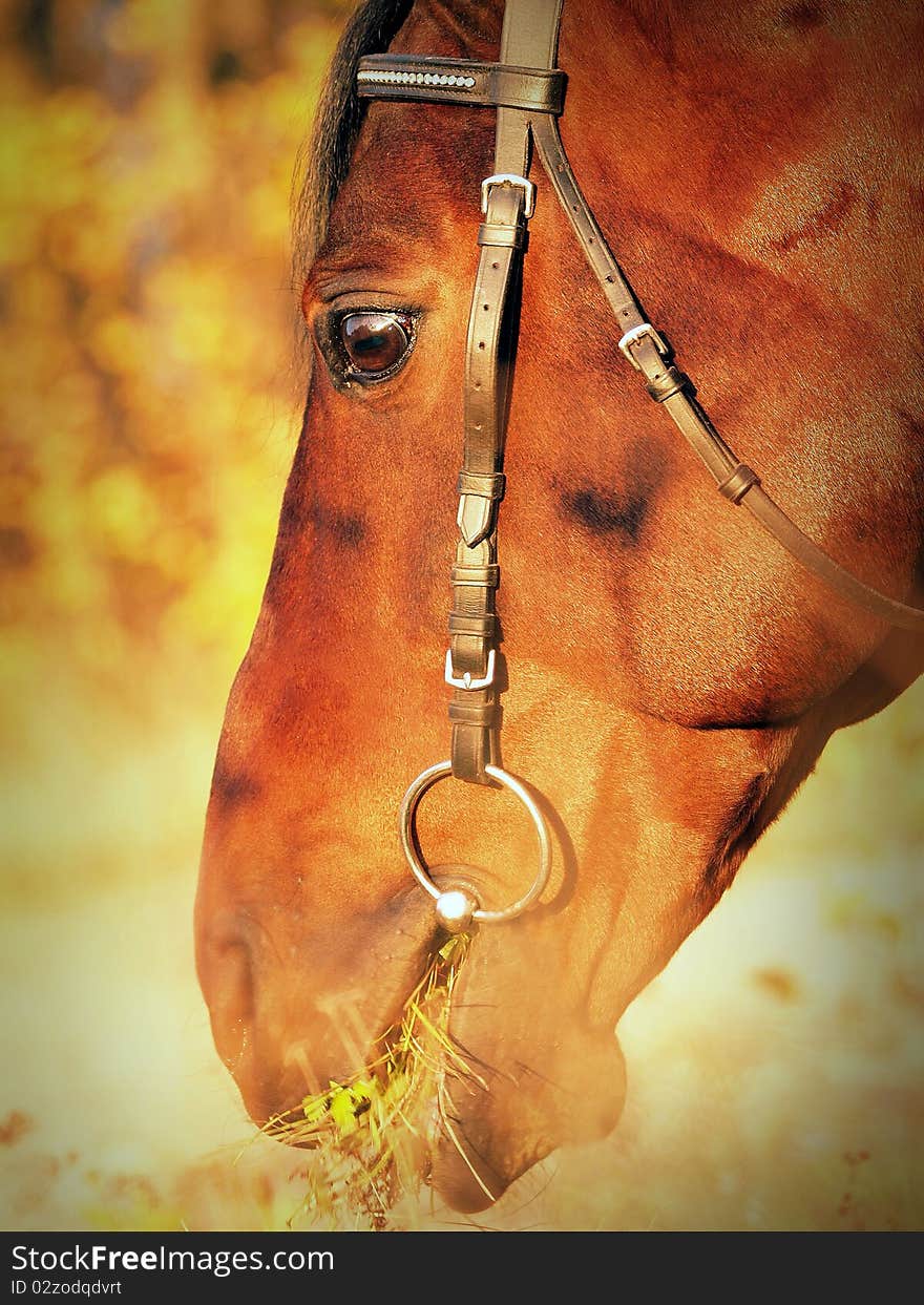 head horse autumn fall outdoor evening in detail. head horse autumn fall outdoor evening in detail