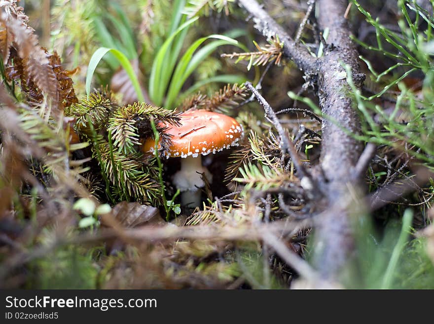 Close-up picture of a Amanita poisonous mushroom in nature