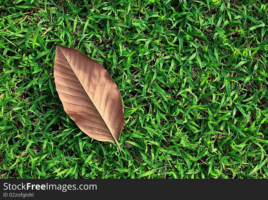 Single Leaf On Green Grass