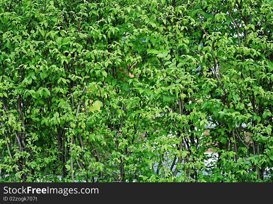 Details of Green Leafs for Background