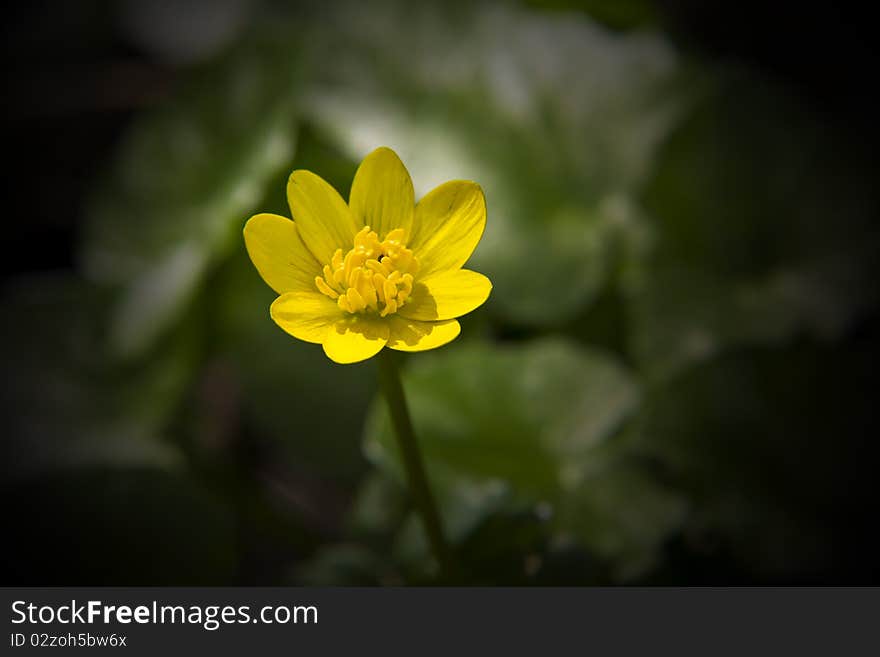 Lovely Celandine