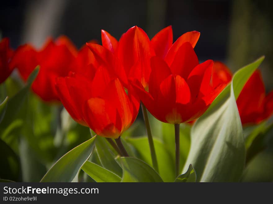 A group of lovely red tulips at Bakewell