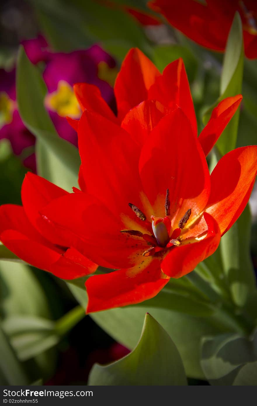 Close up of a single red tulip flower