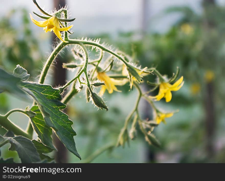 Inflorescences, leaves and tomato flowers