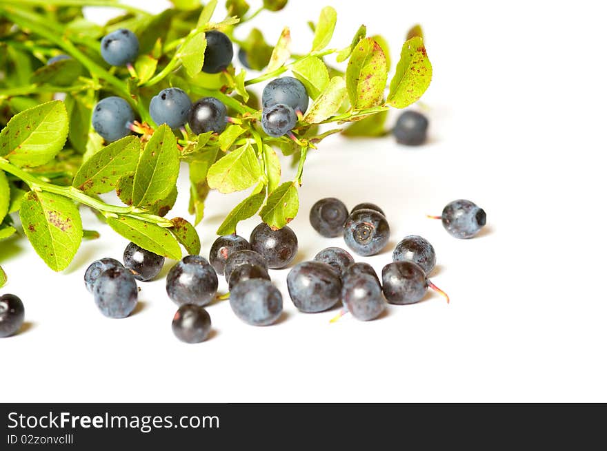 Branch of Blueberries on white background. Branch of Blueberries on white background