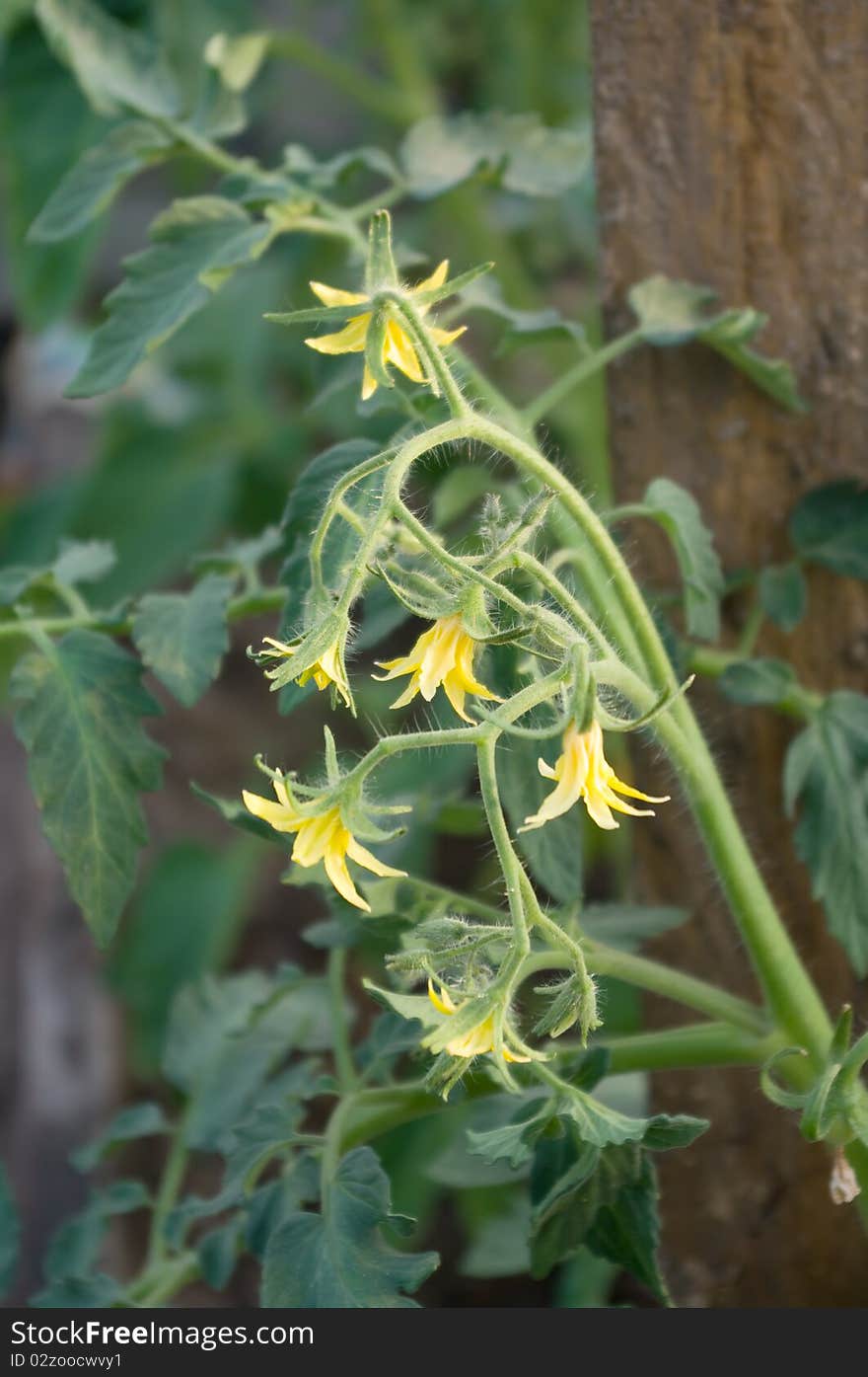 Inflorescences, leaves and tomato flowers