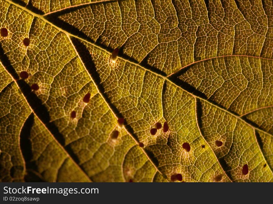 Green leaf background texture, macro