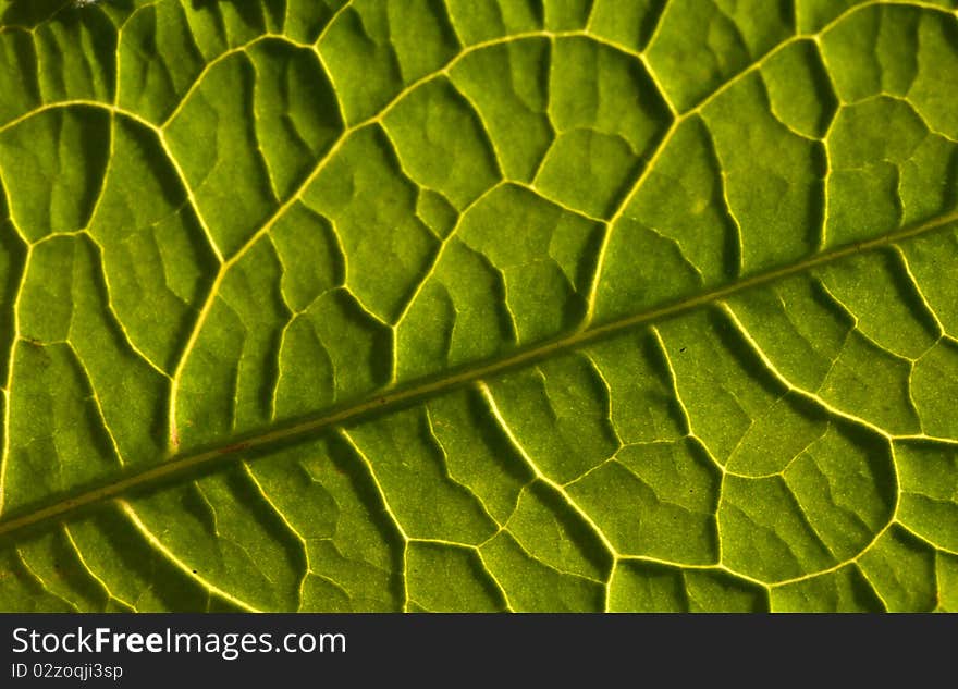 Green leaf background texture, macro