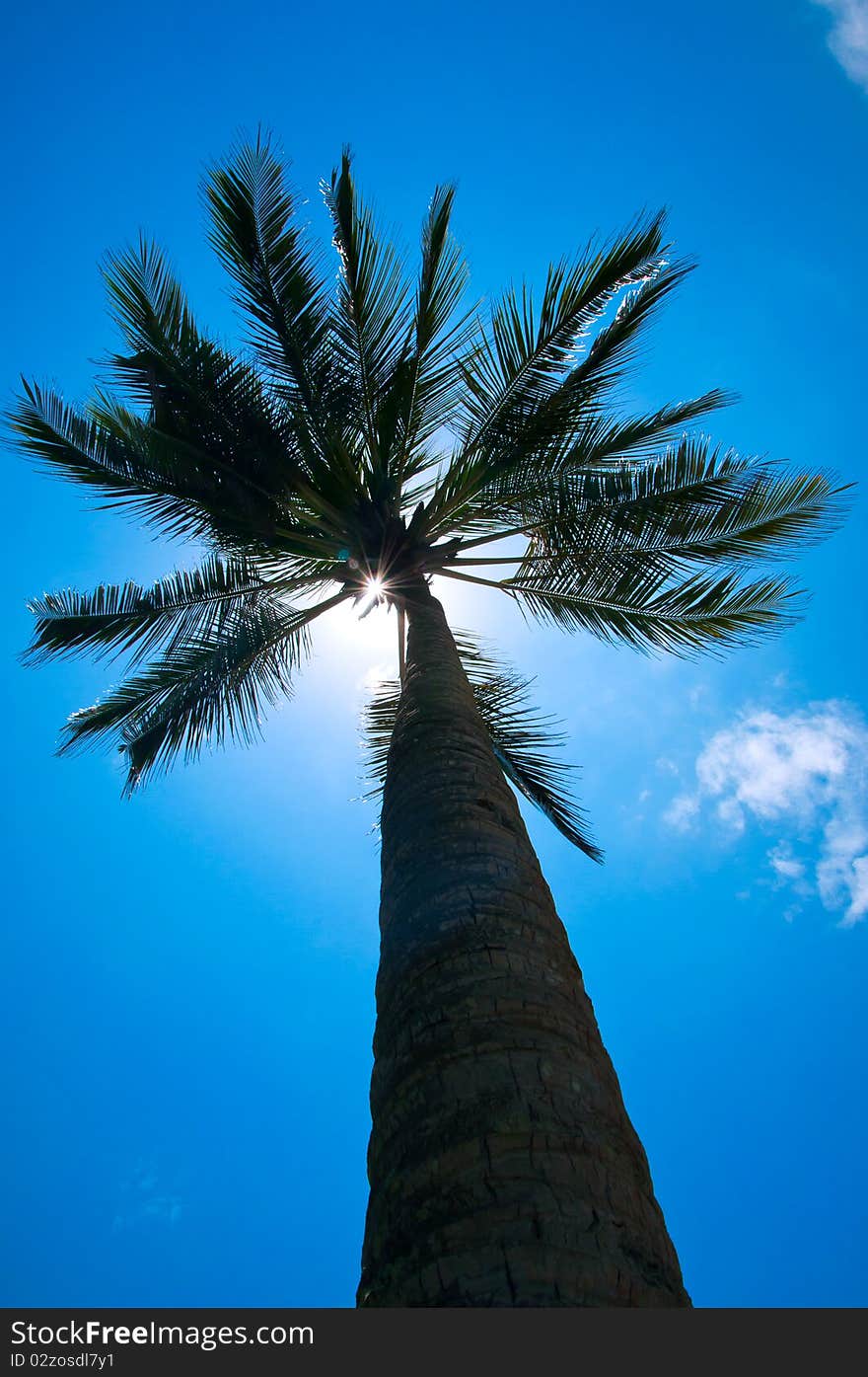 Palm tree on a blue background