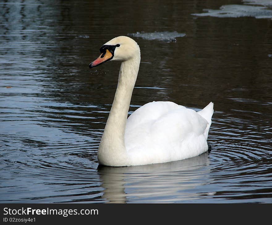 Beautiful white swan swiming  on the lake