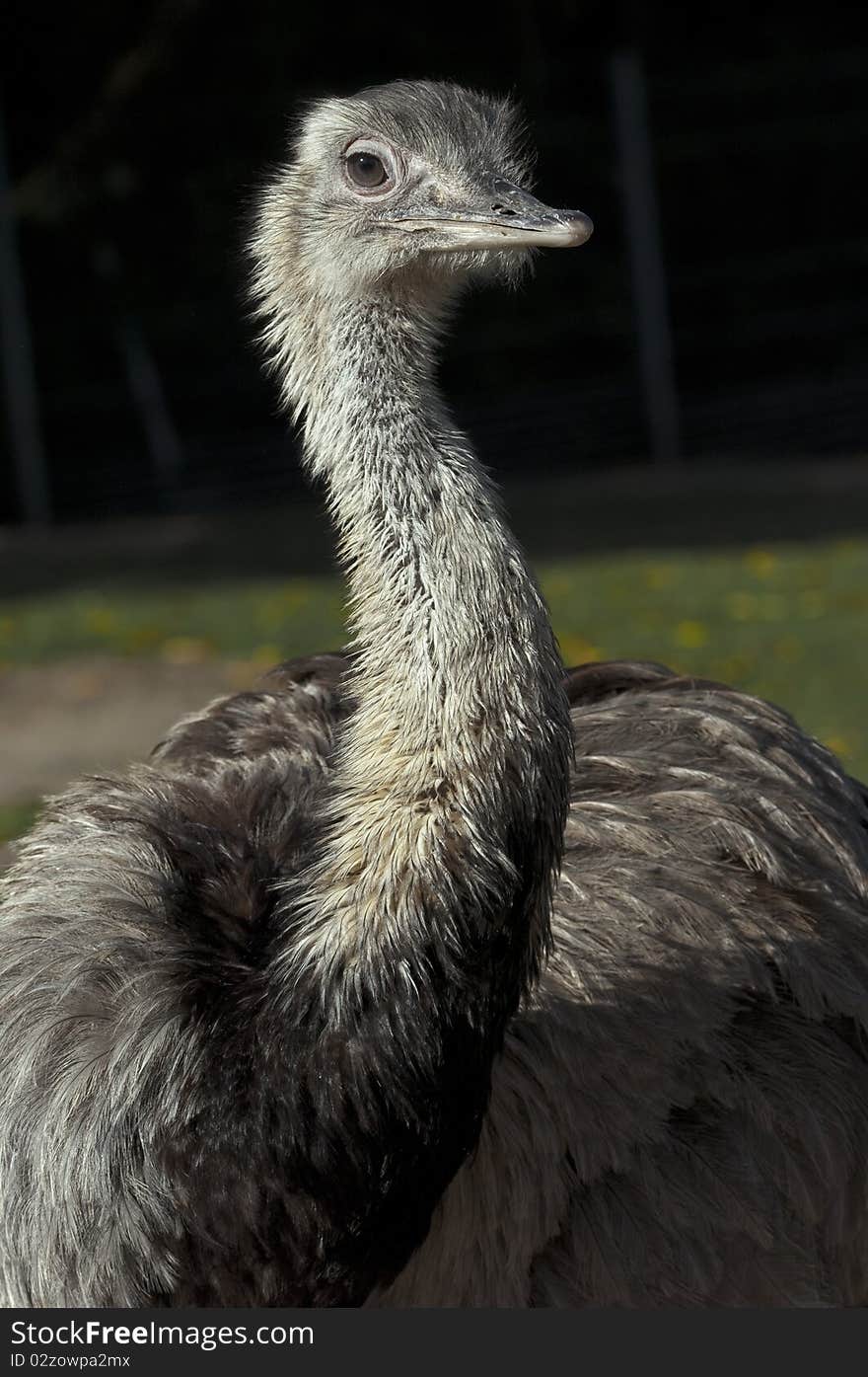 Ostrich Portrait