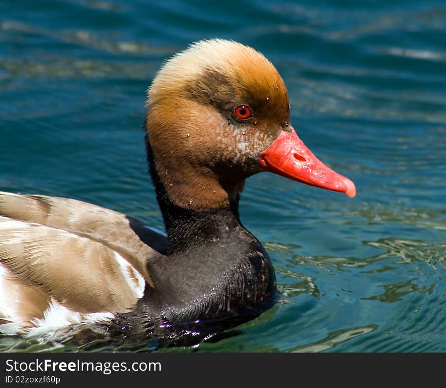 A close up of a duck on the lake at Lucerne