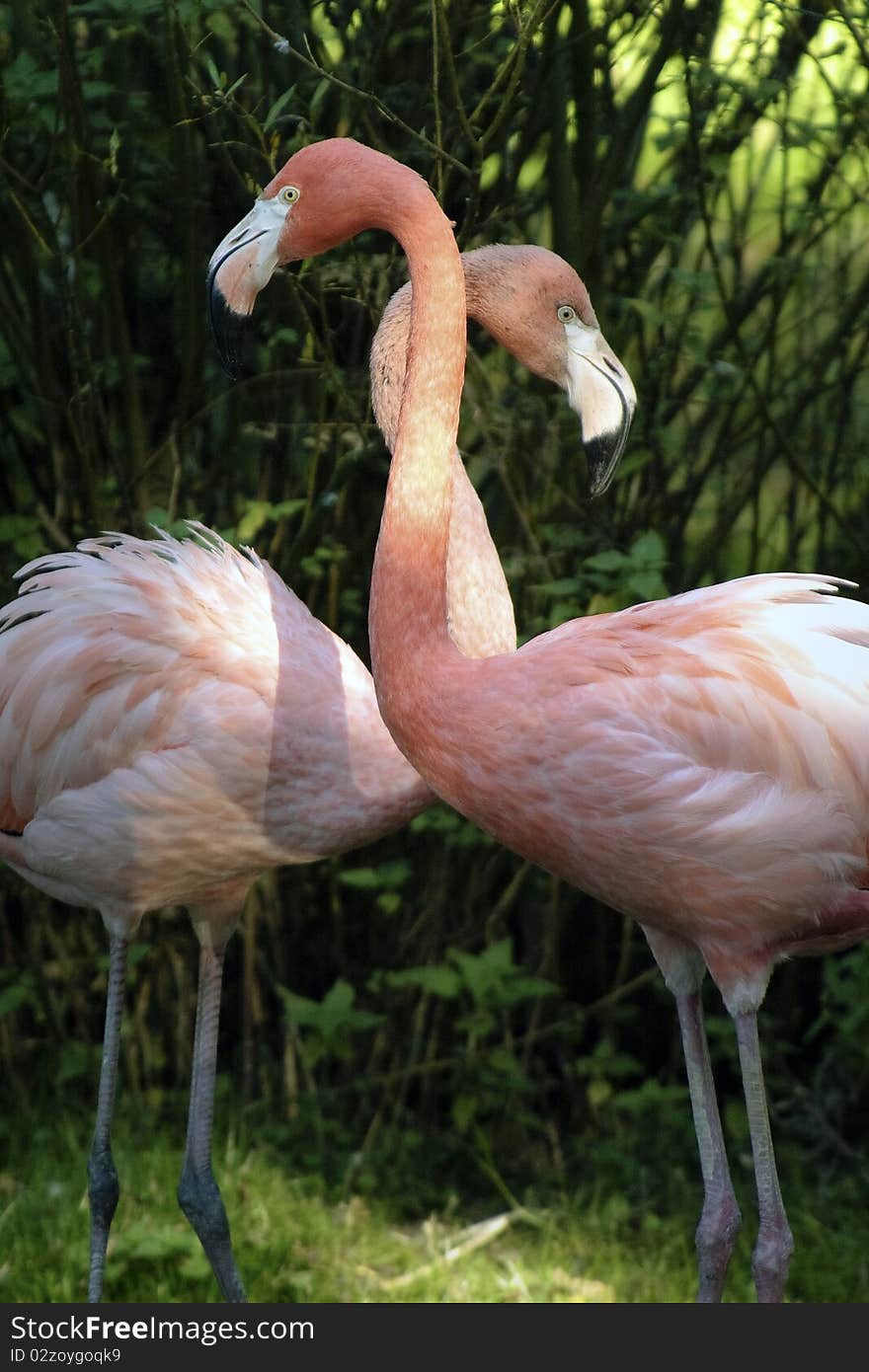 Two pink flamingos encountered in the forest