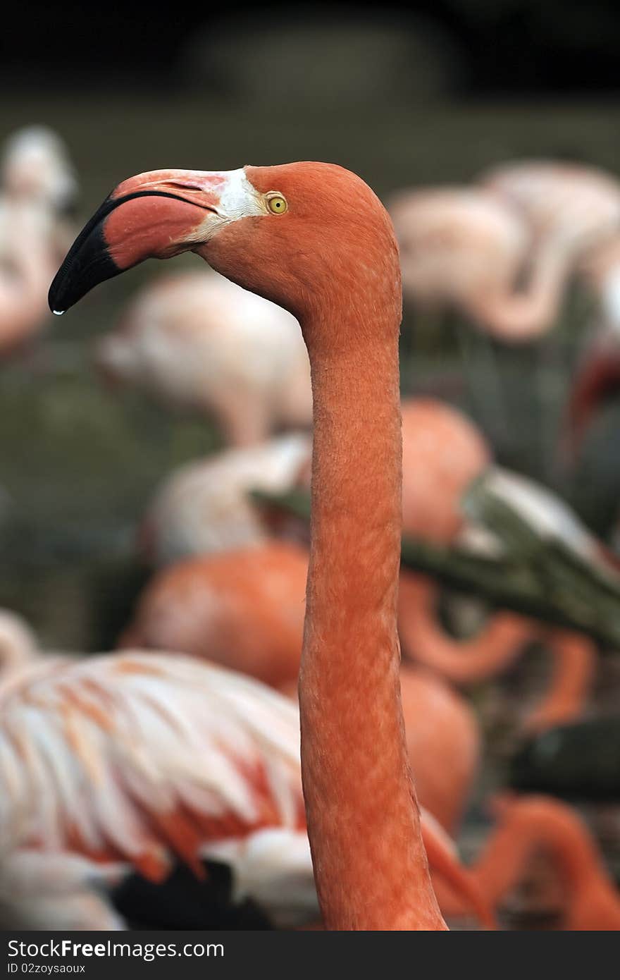 A pink flamingo encountered in a lake