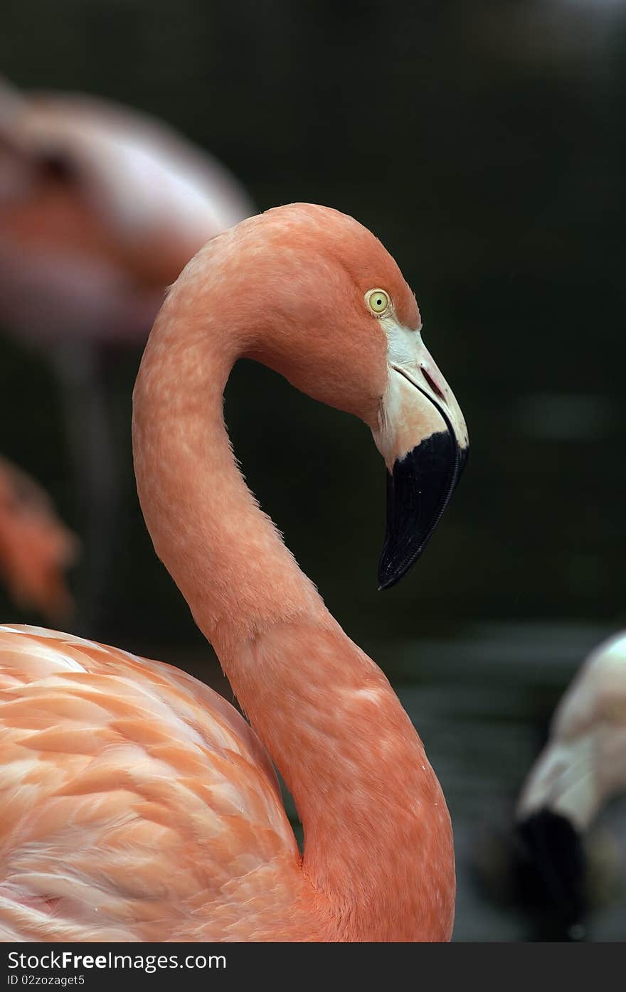 A pink flamingo encountered in a lake