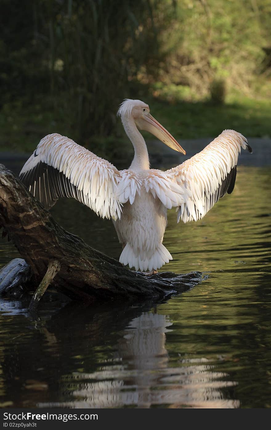 Pelican on trunk