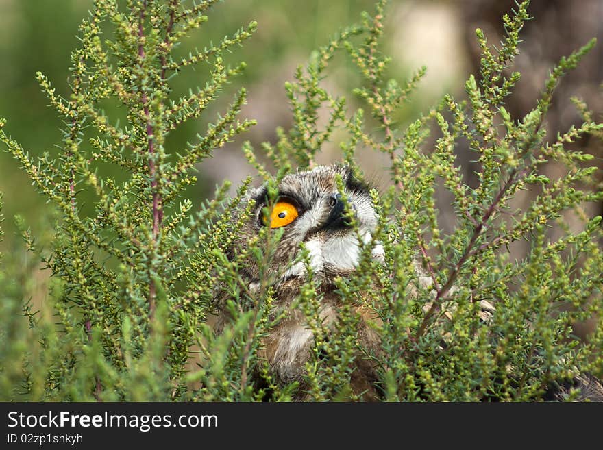 Owl hidden in green tree. Owl hidden in green tree