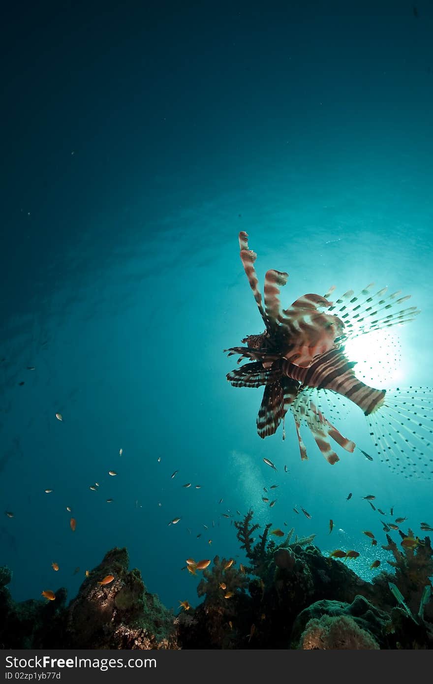 Lionfish in the Red Sea.