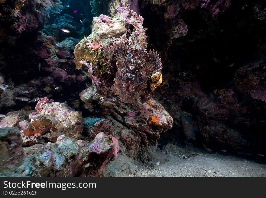 Smallscale scorpionfish in the Red Sea.