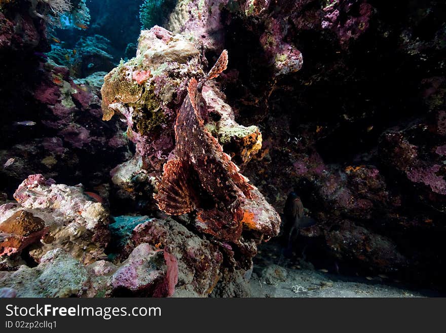 Smallscale Scorpionfish In The Red Sea.